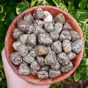 Tumbled Rare Leopardite Stones